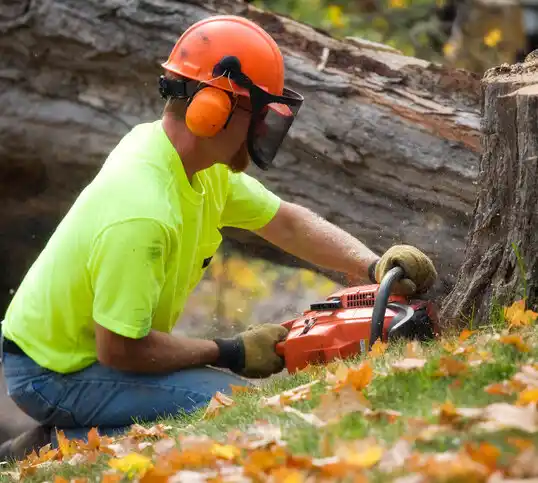 tree services Haverhill